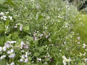 cover crop plats in our coffee row